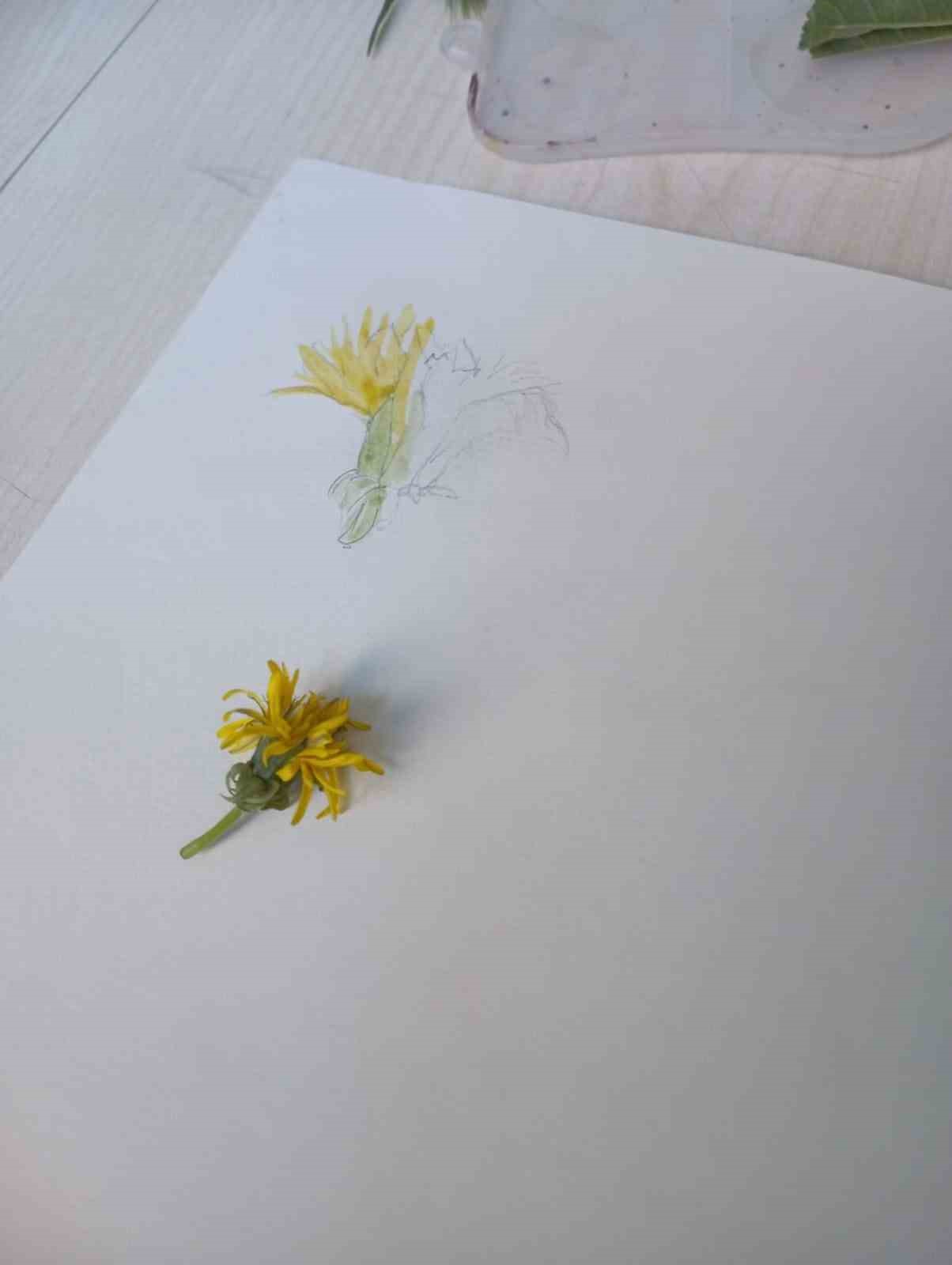 Minik eller b&uuml;y&uuml;k hayaller ile bilimsel bitki &ccedil;izimi yaptı
