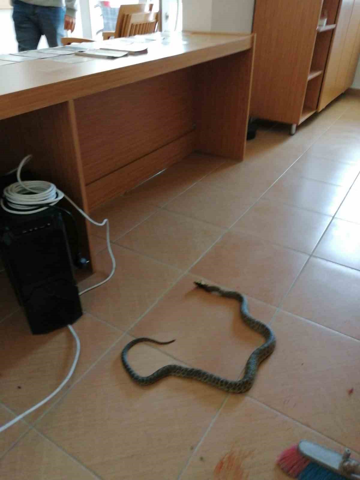 Bilecik’te sağlık ocağına giren yılan panik yaşattı
