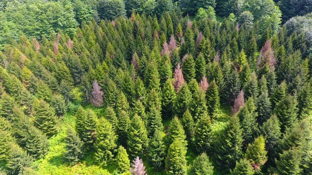 Artvin ormanlarında zararlı böceklere karşı kuşlar devrede
