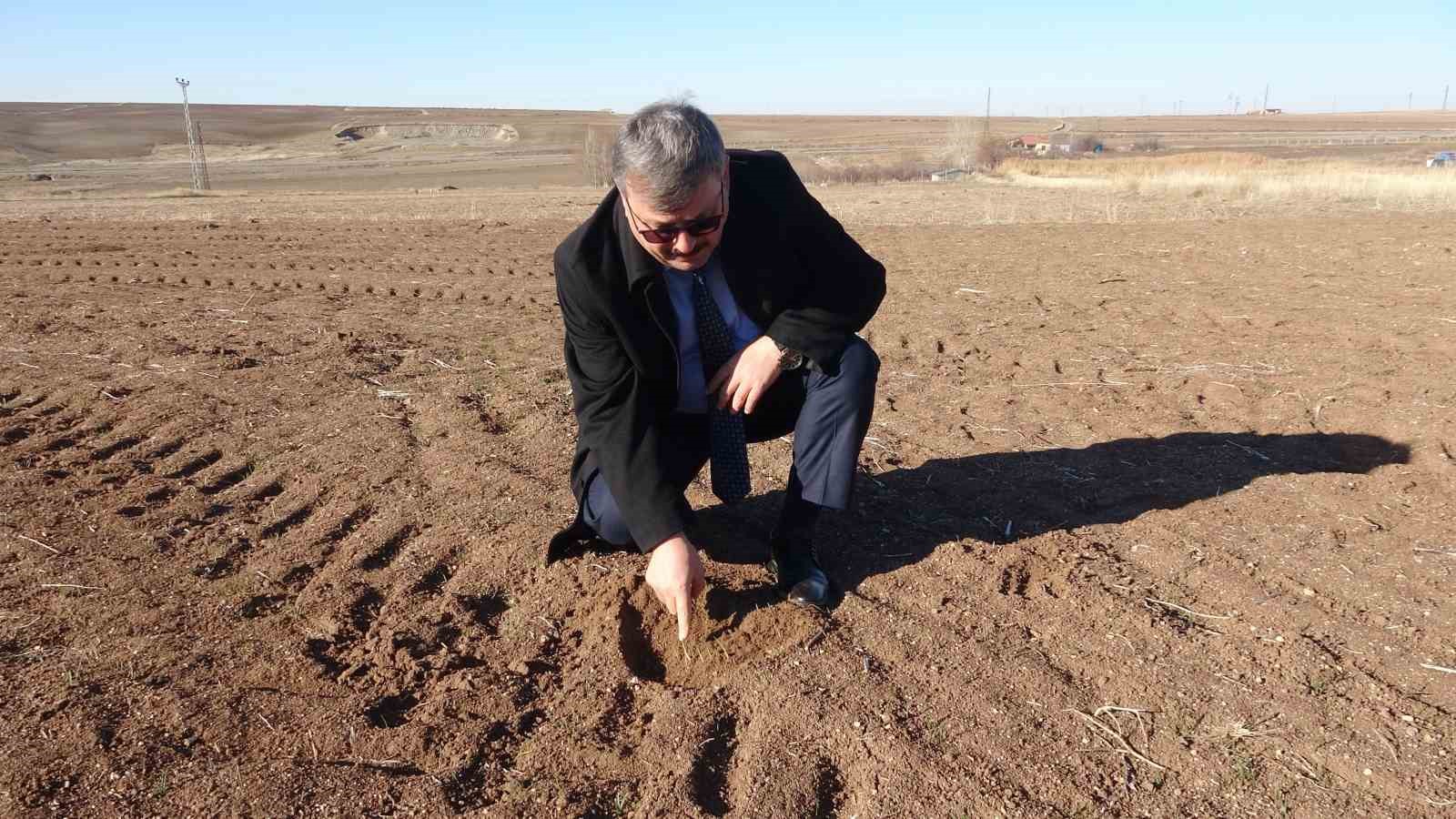 Bilinçsiz ilaçlama doğal dengeyi bozdu, tarla farelerinin popülasyonunu artırdı
