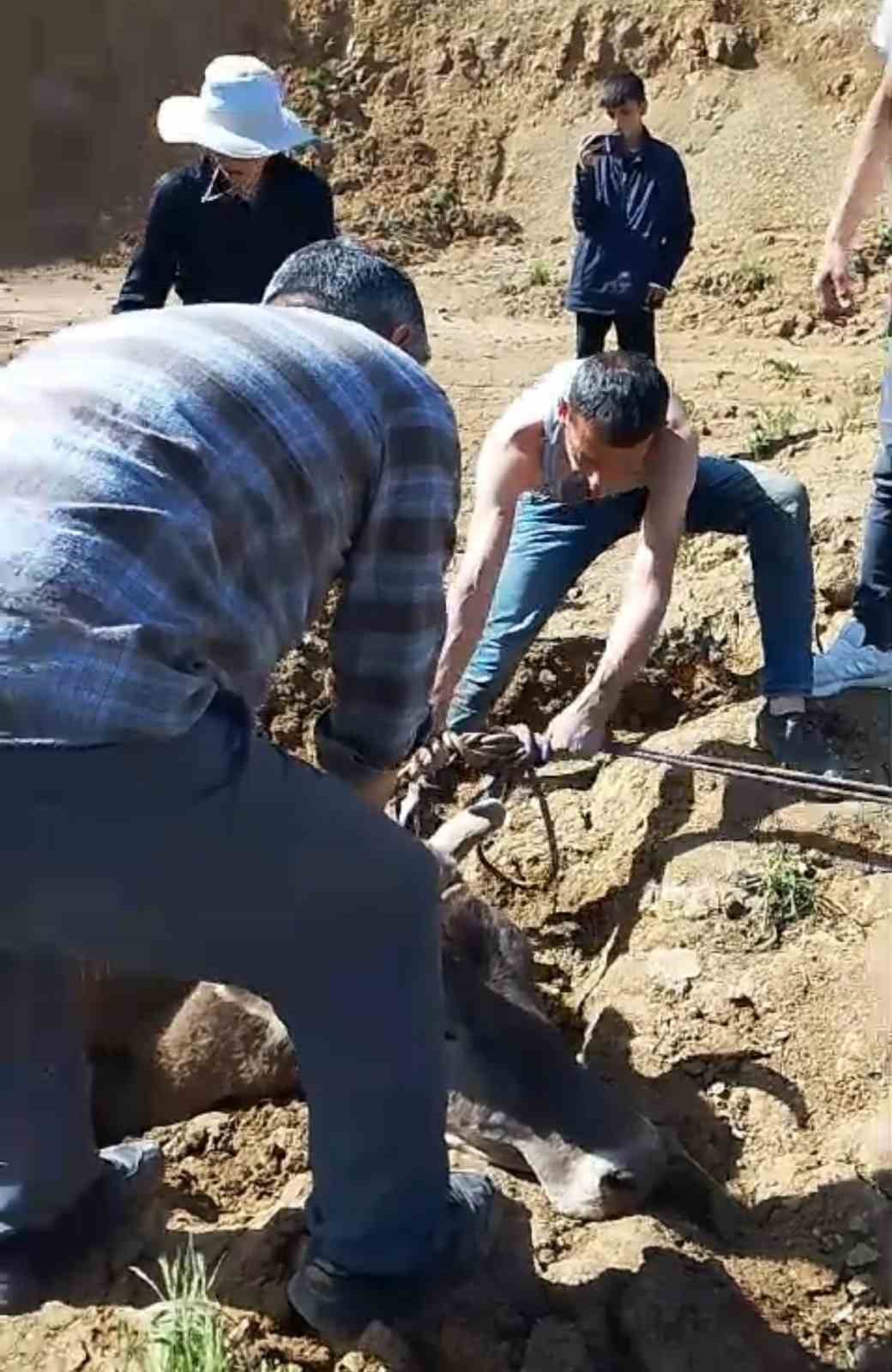 Yüksekova’da bataklığa saplanan ineği itfaiye kurtardı
