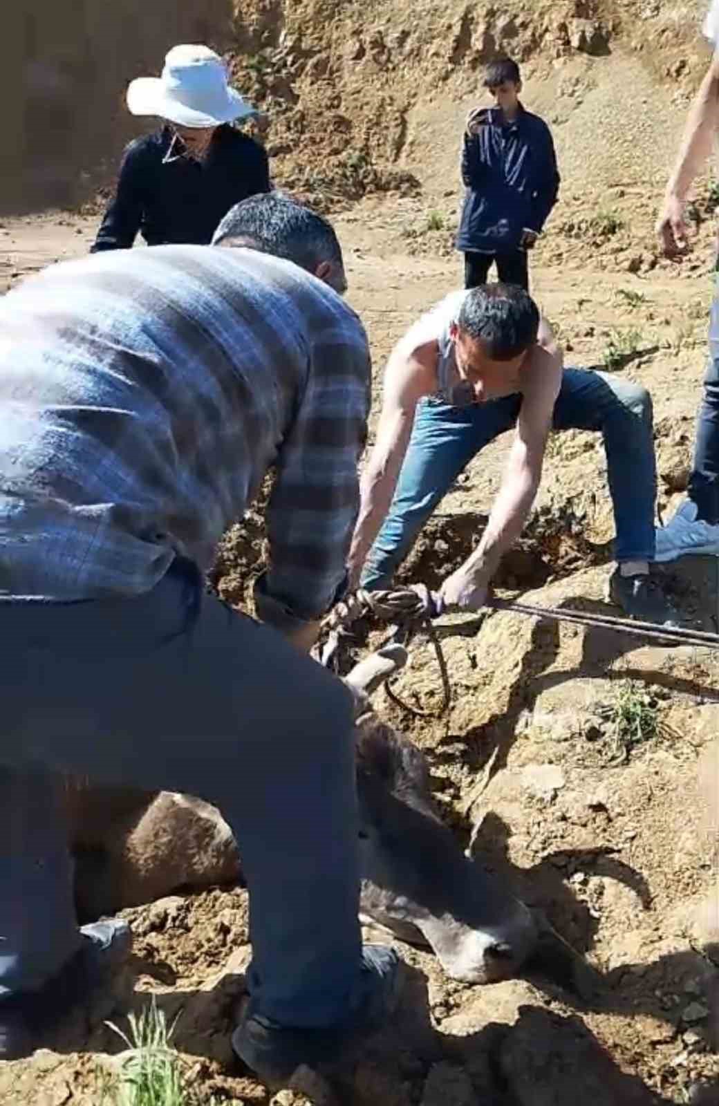 Y&uuml;ksekova&rsquo;da bataklığa saplanan ineği itfaiye kurtardı
