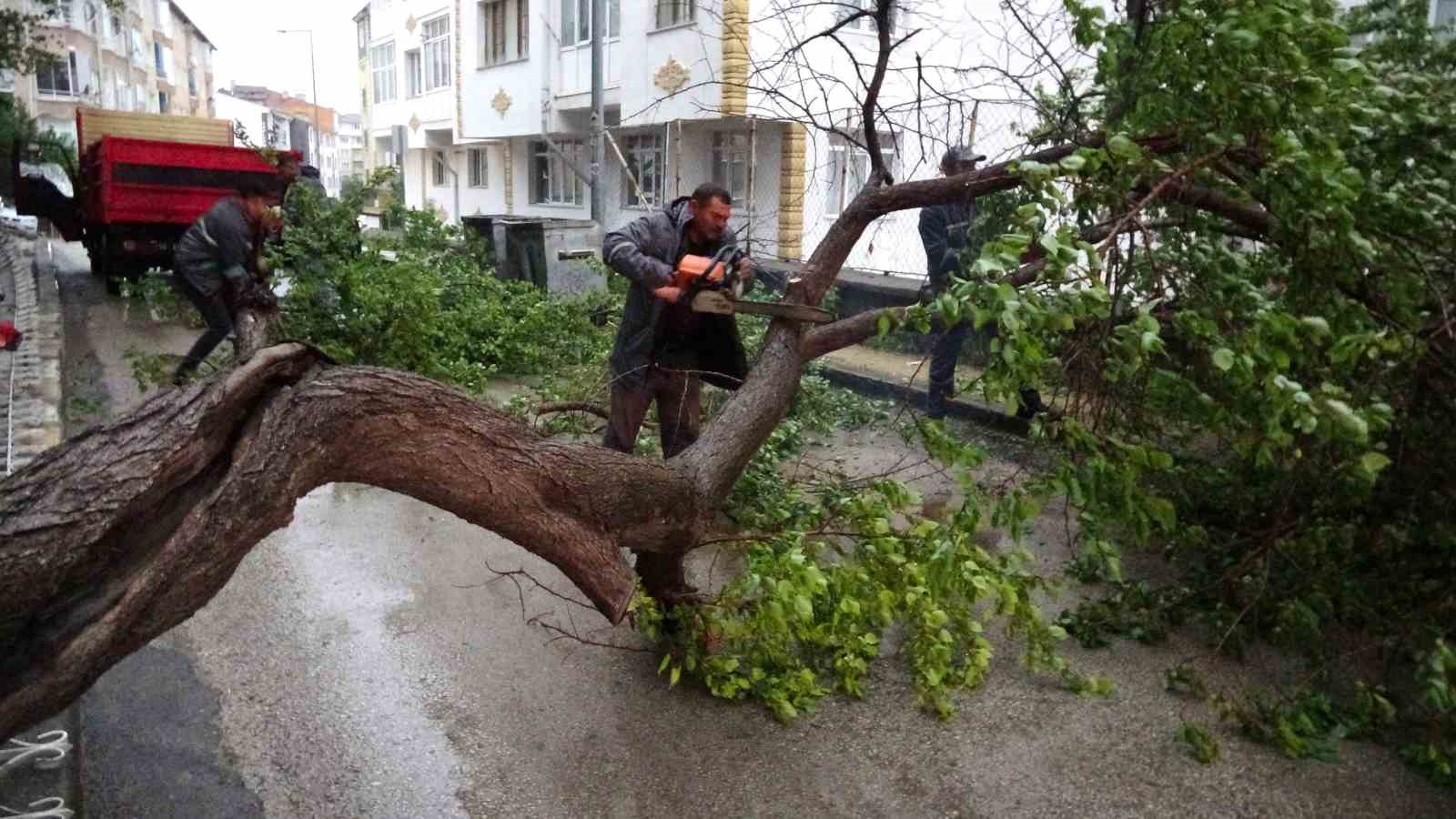 Yozgat’ta kayısı ağacı şiddetli rüzgarda devrildi, çağlaları kapışıldı
