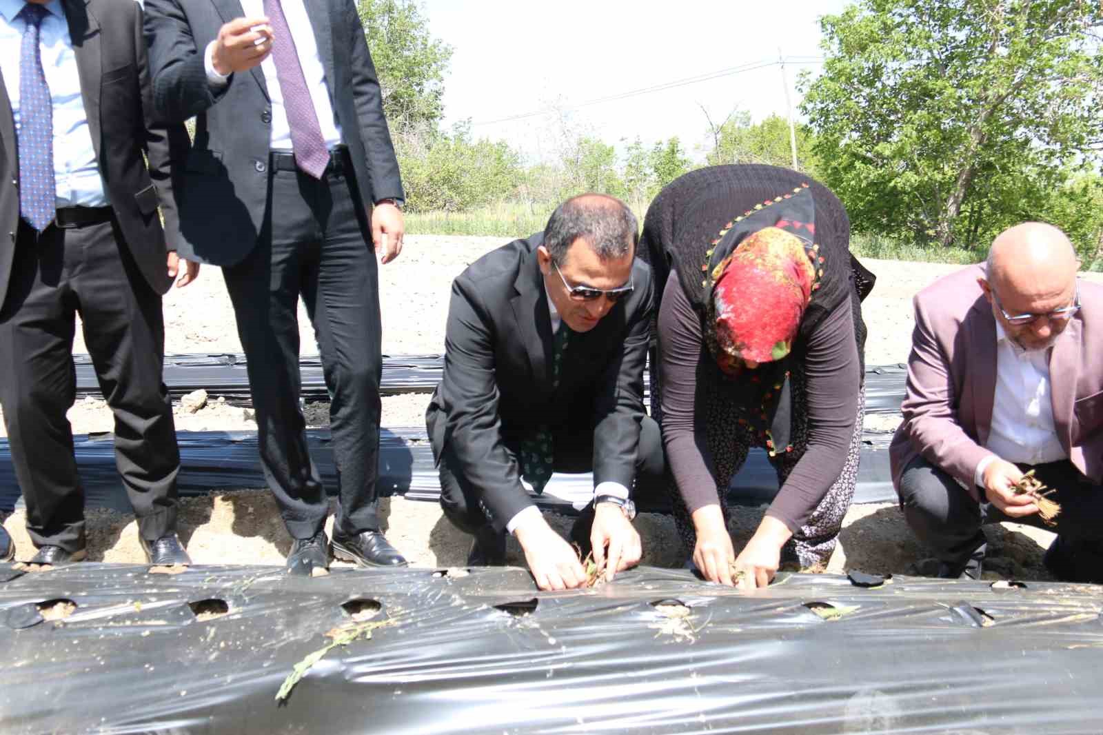 Burdur&rsquo;da &uuml;retici kadınlara 60 bin &ccedil;ilek fidesi dağıtıldı
