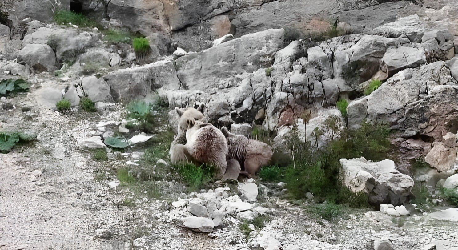 Tunceli’de anne ayı, yavrularını emzirirken görüntülendi
