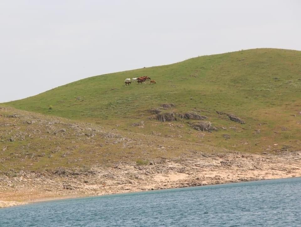 Elazığ’da yılkı atları görüldü