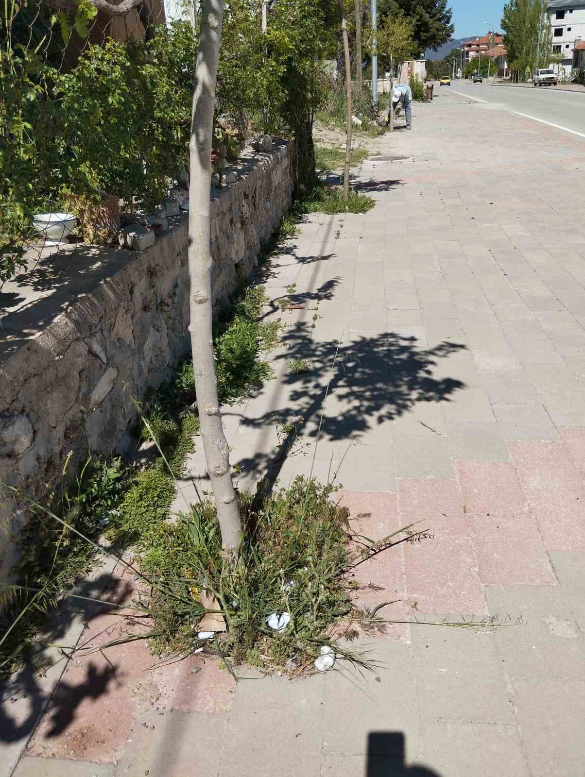 &Ccedil;ameli Belediyesi kaldırım ve ağa&ccedil;ları bakıma aldı
