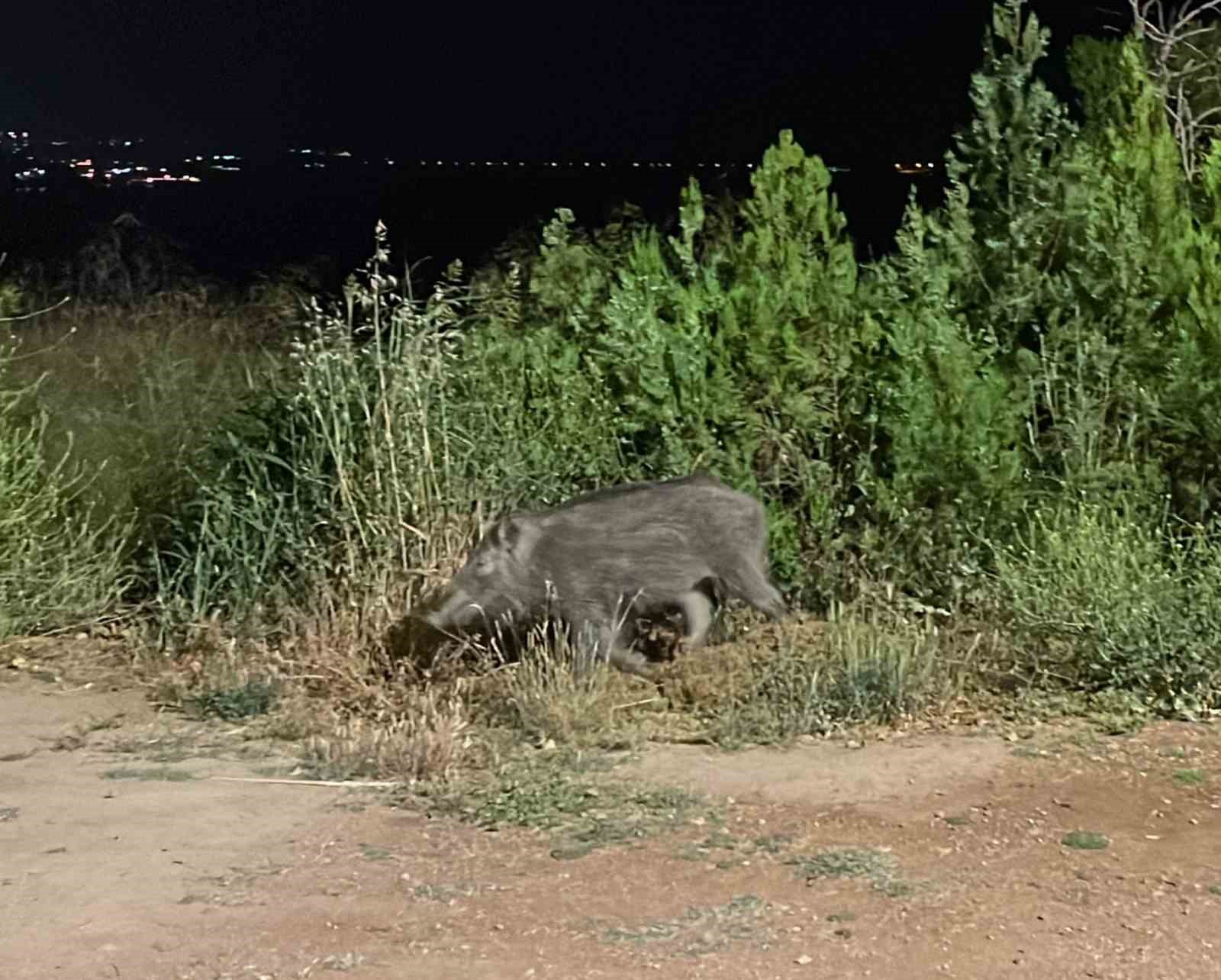 &Ccedil;ukurova &Uuml;niversitesinde domuz tedirginliği
