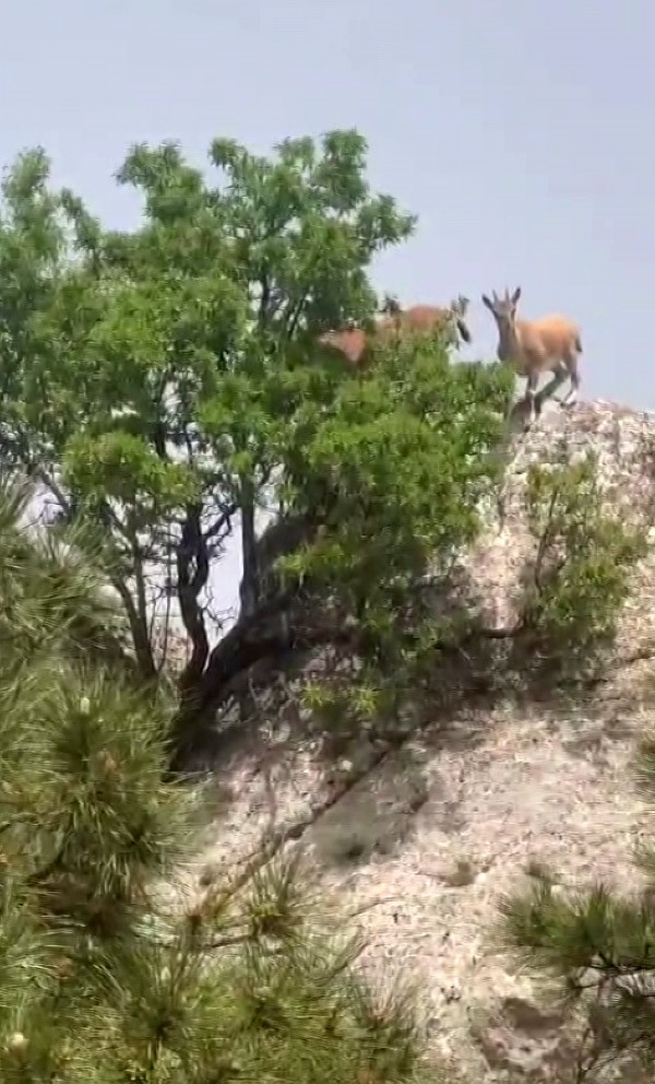 Dağ keçileri sürü halinde Harput’ta görüntülendi