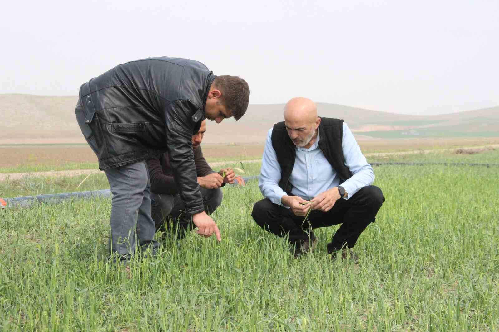 Karaman’da aniden yağan dolu ekili arazilerde zarara yol açtı
