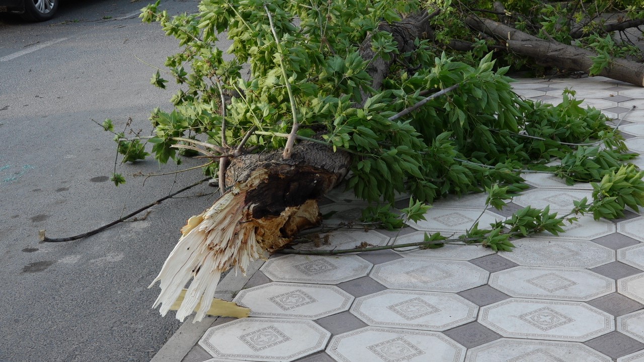 Kırklareli’nde şiddetli rüzgar ağacı devirdi: 1 araç hasar gördü
