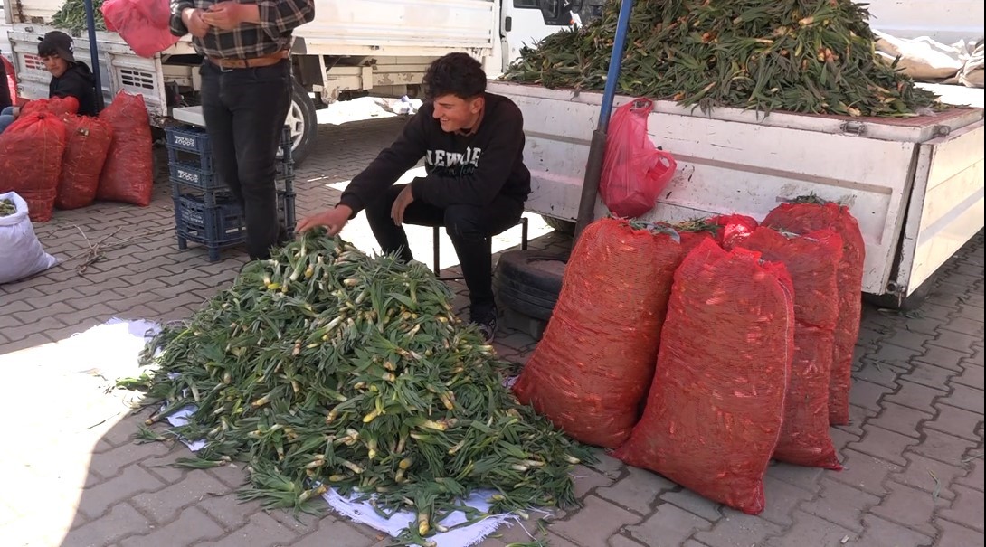 Erciş’te çiriş otu tezgahlardaki yerini aldı
