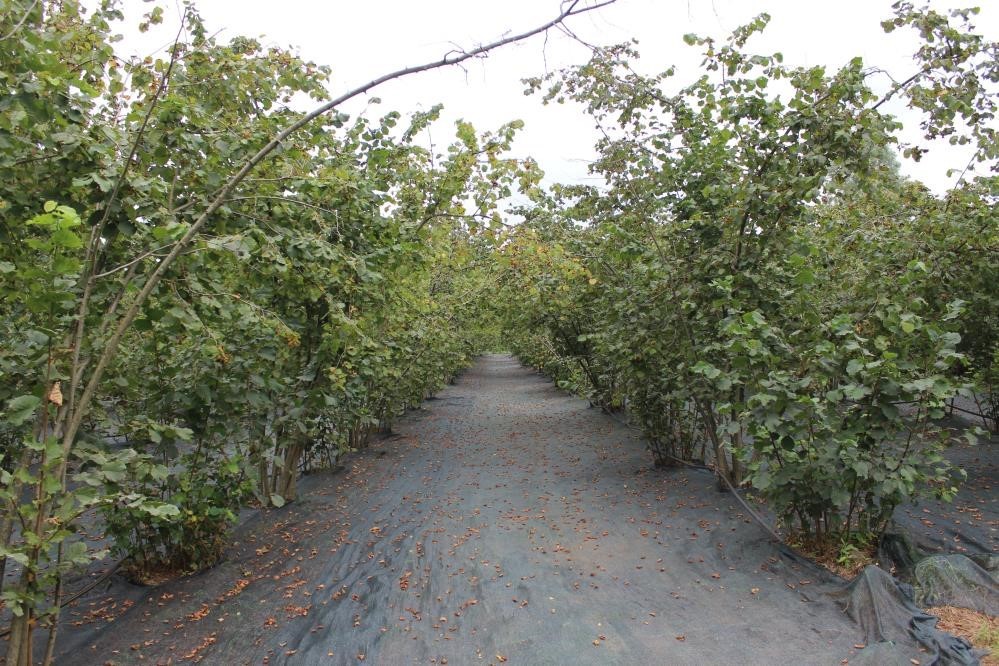 Samsun kenevir, lahana ve karnabahar üretiminde ilk sırada
