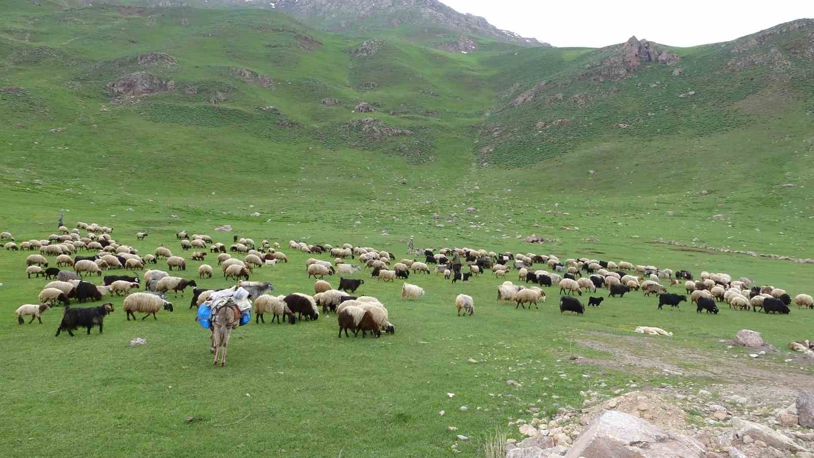 Erzincan’da yaylalara göç başladı
