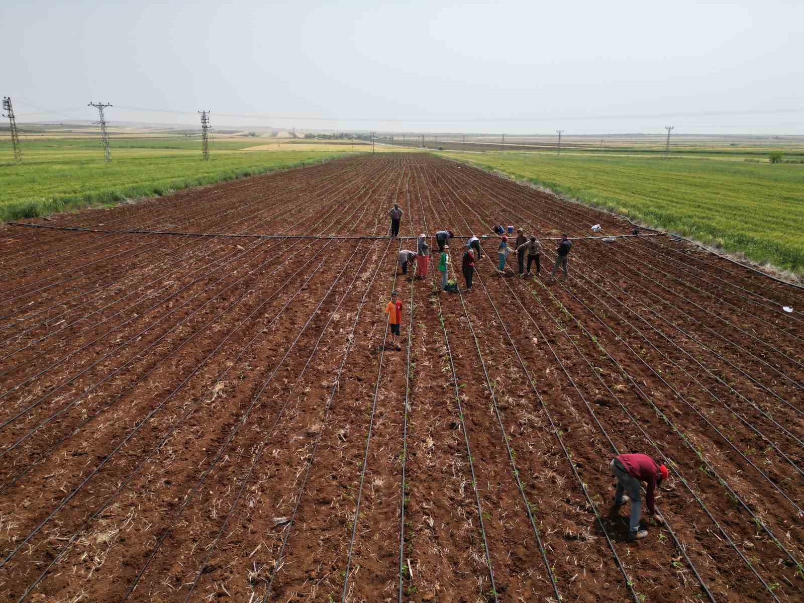 Zor şartlarda çalışan çiftçiler, 1 Mayıs’ta tarlalarını boş bırakmadı
