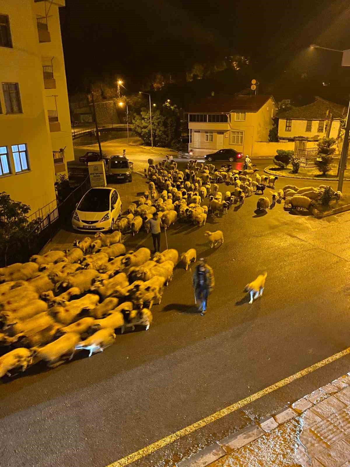 Niksar’da koyunların yayla yolculuğu başladı
