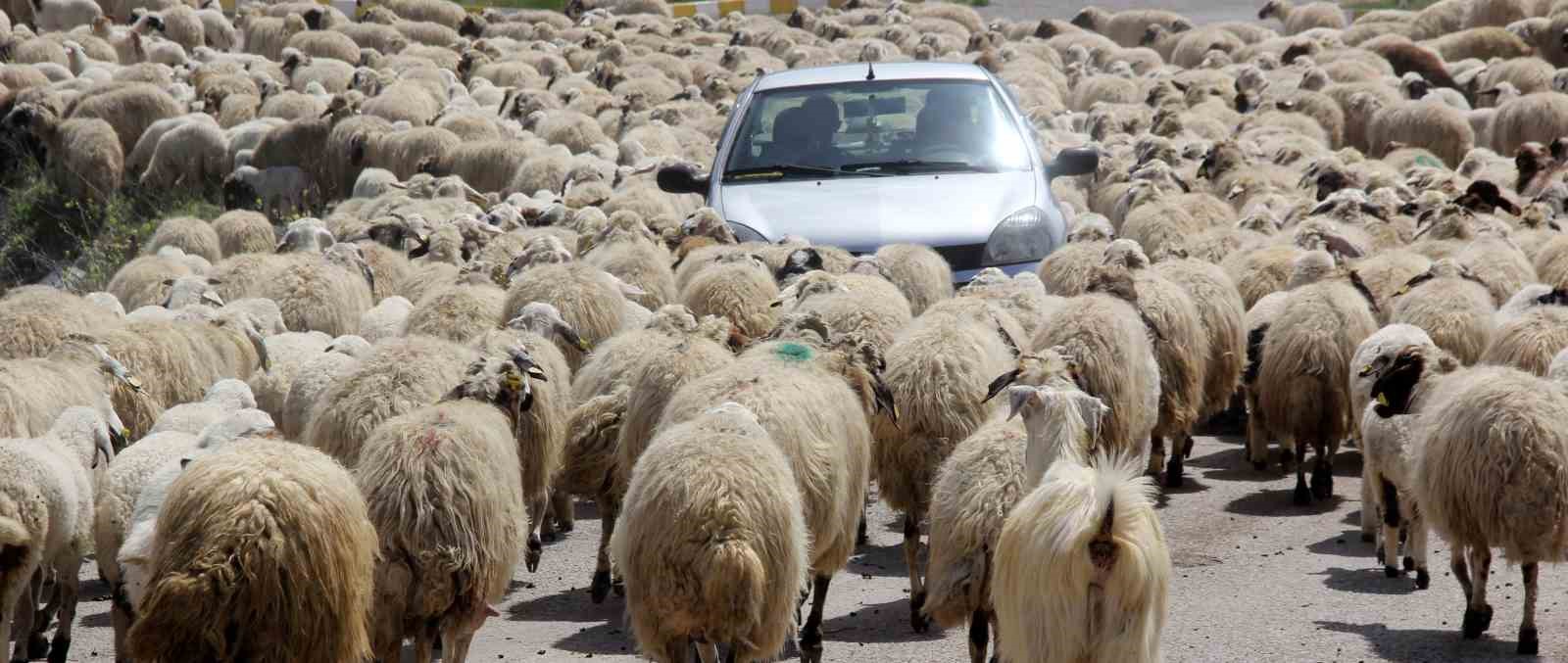 Koyun sürüsü karayoluna çıktı, sürücüler şaştı
