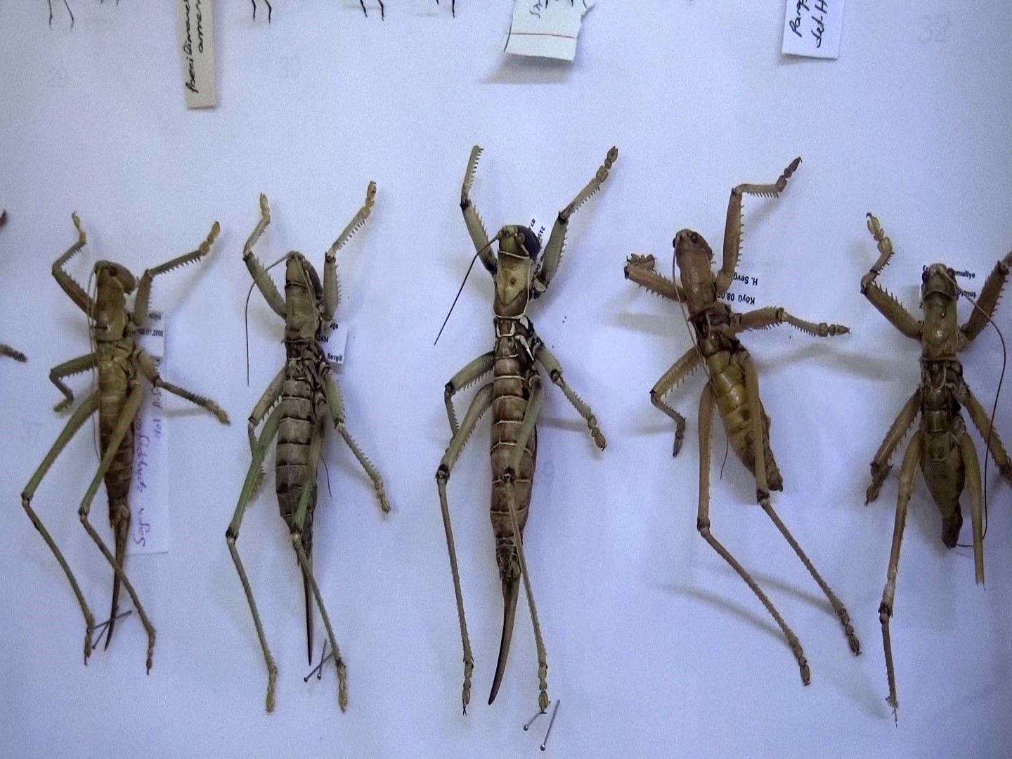 T&uuml;rkiye&rsquo;nin canlı ve minarel t&uuml;rleri bu m&uuml;zede sergileniyor
