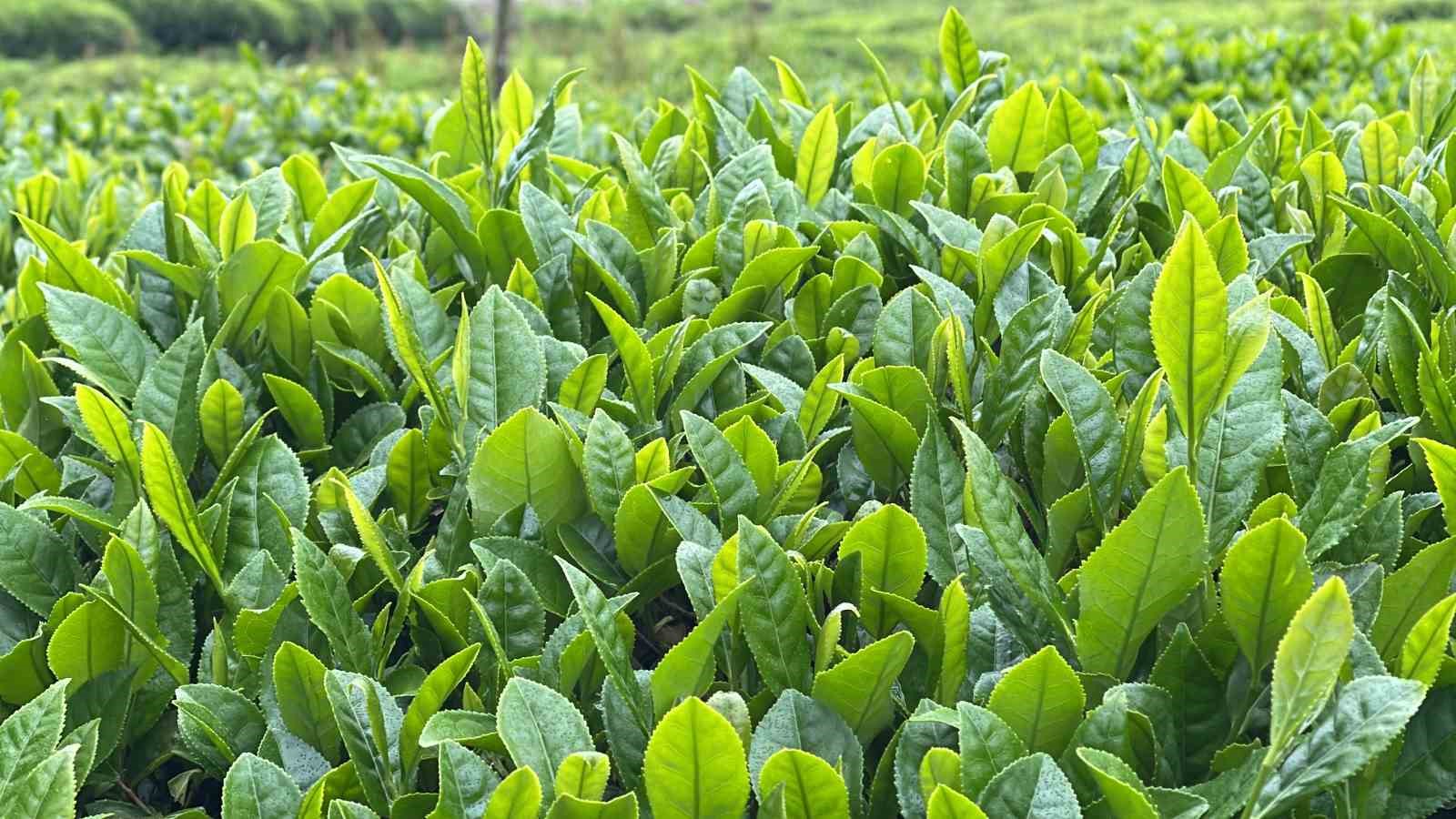 Rize Ziraat Odası Başkanlığı&rsquo;ndan &ccedil;ay &uuml;reticilerine budama &ccedil;ağrısı
