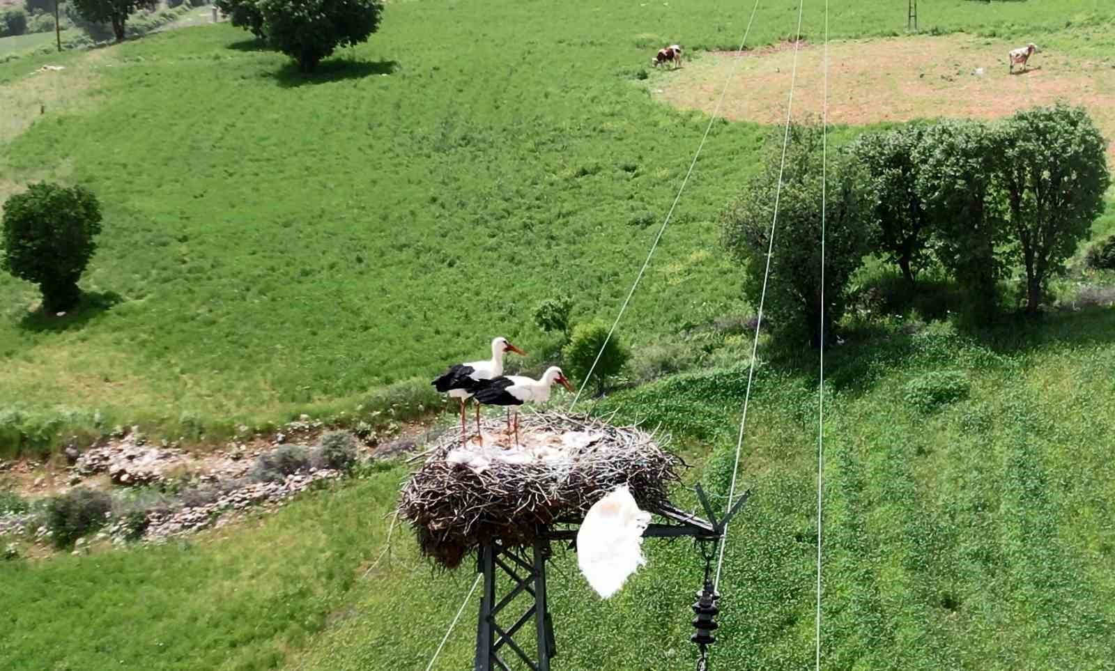 Leylekli yol her yıl onlarca leyleğe yuva oluyor
