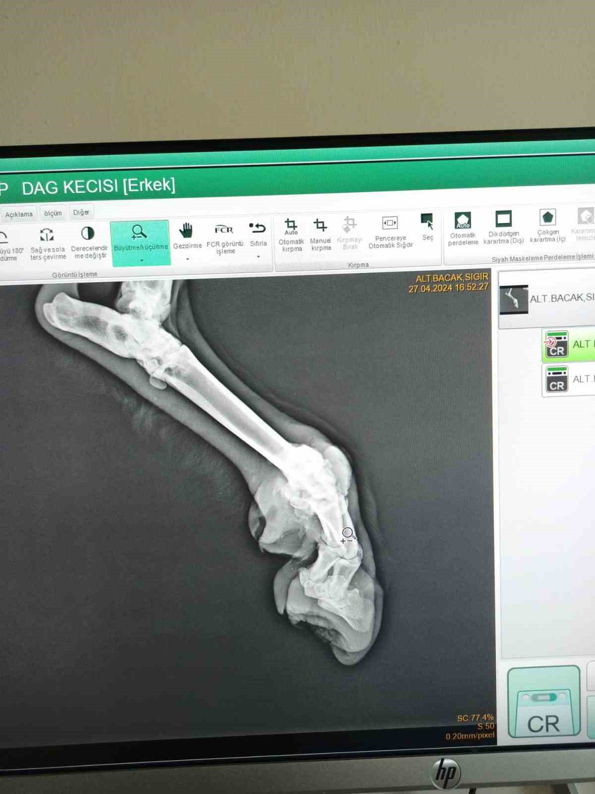 Yaralı halde bulunan yaban ke&ccedil;isi tedavi altına alındı
