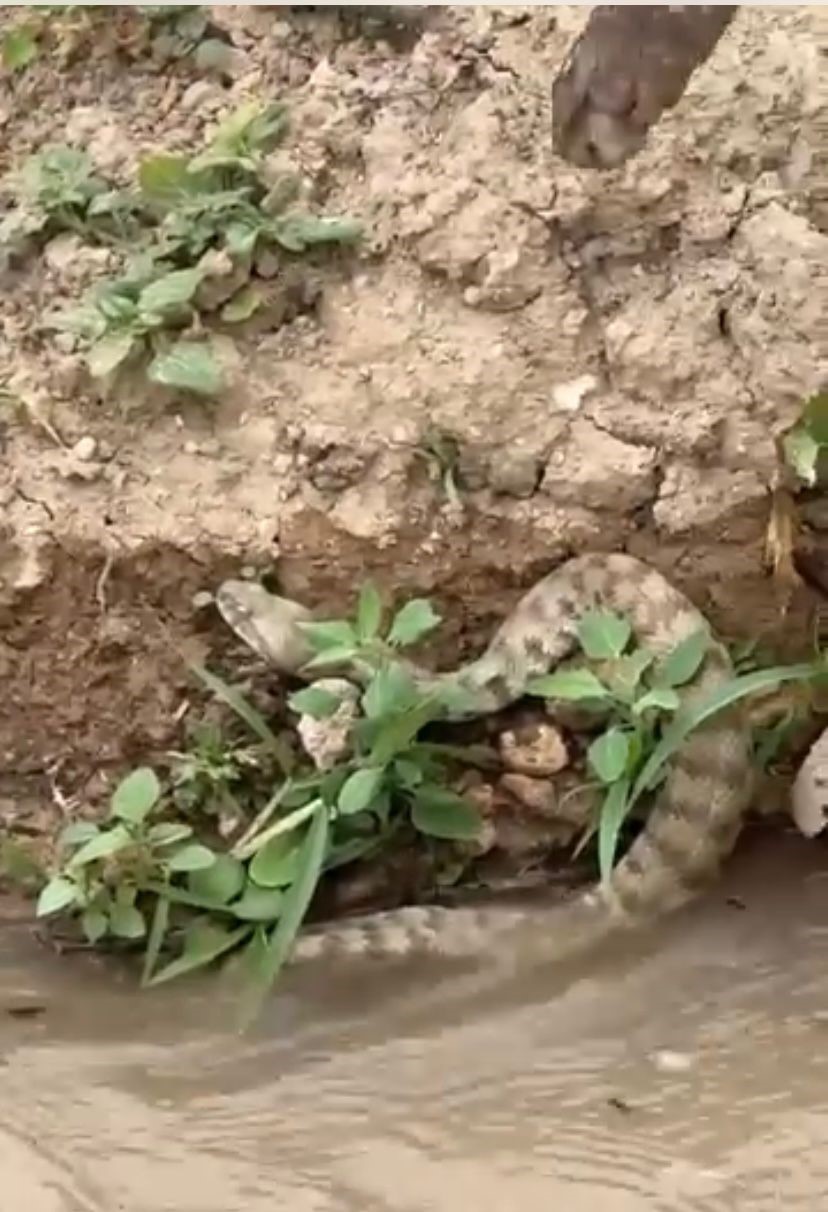 Elazığ’da koca engerek yılanı görüntülendi

