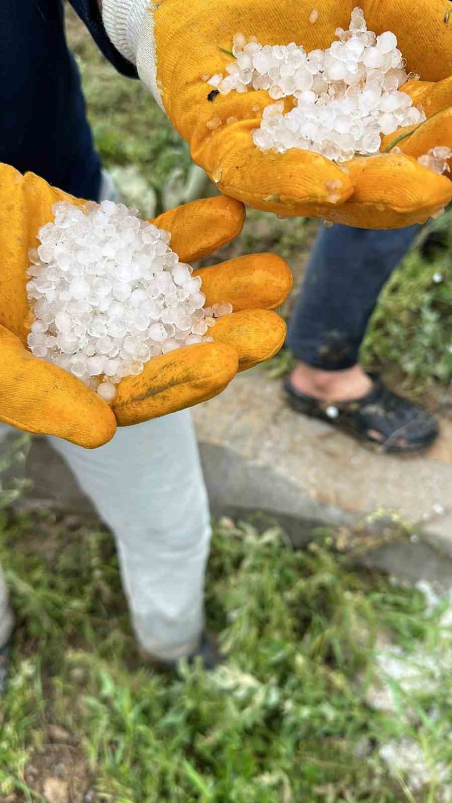 Dolu kayısıyı vurdu, üreticiler tedirgin