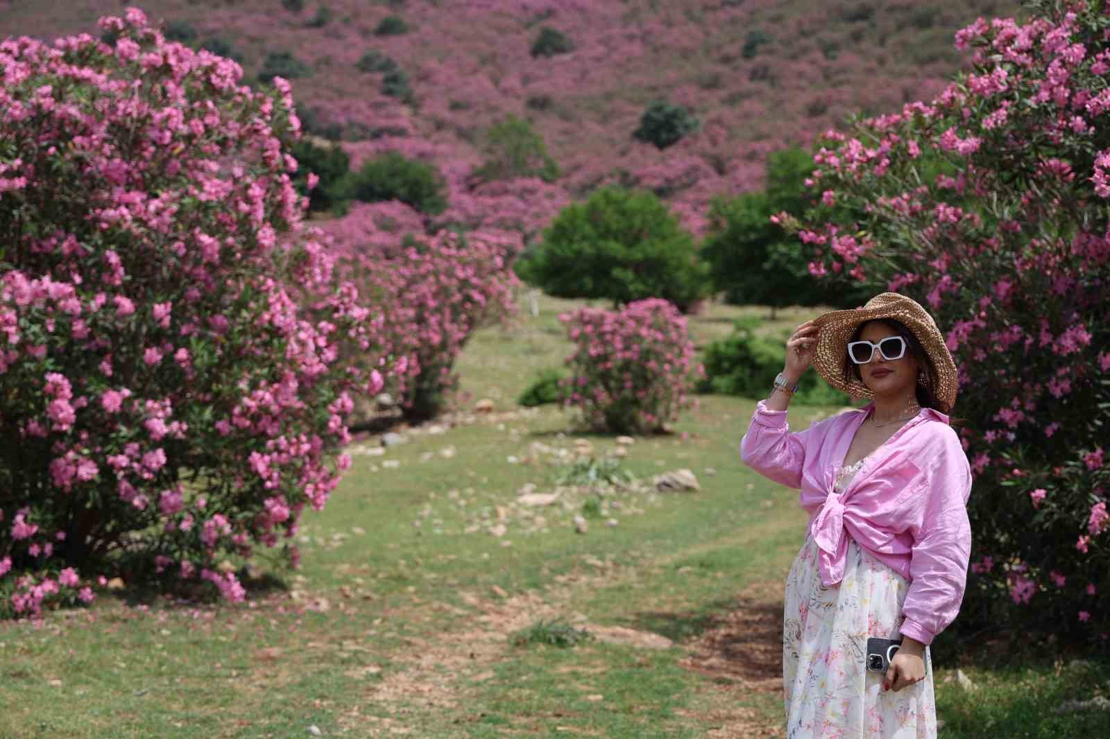 Kozan dağları zakkumların çiçek açmasıyla pembeye büründü
