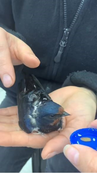 Artvin’de dakikalarca kalp masajı yapılan kuş hayata döndürüldü
