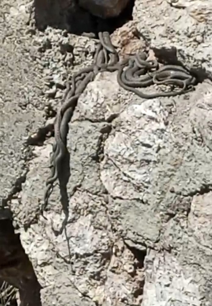 Yüksekova’da sürü halinde yılanlar görüntülendi

