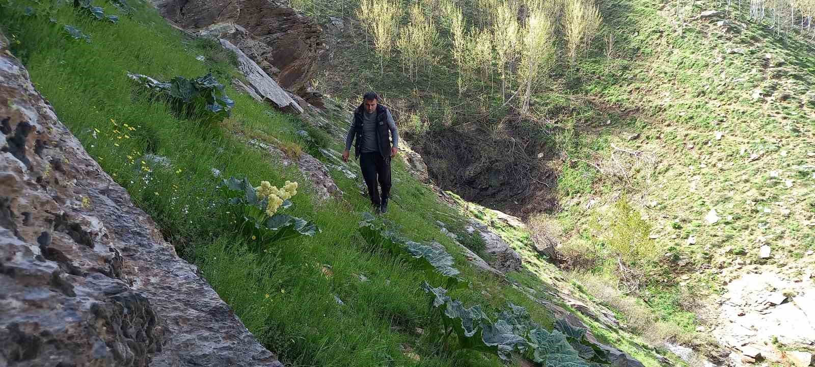 Bitlis&rsquo;te zorlu yayla muzu mesaisi başladı
