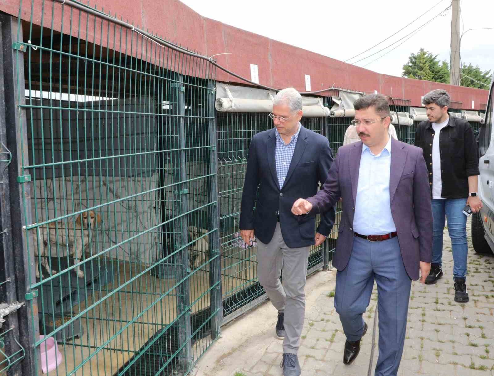 Mudanya’da sokak hayvanları için rehabilitasyon merkezi kuruluyor
