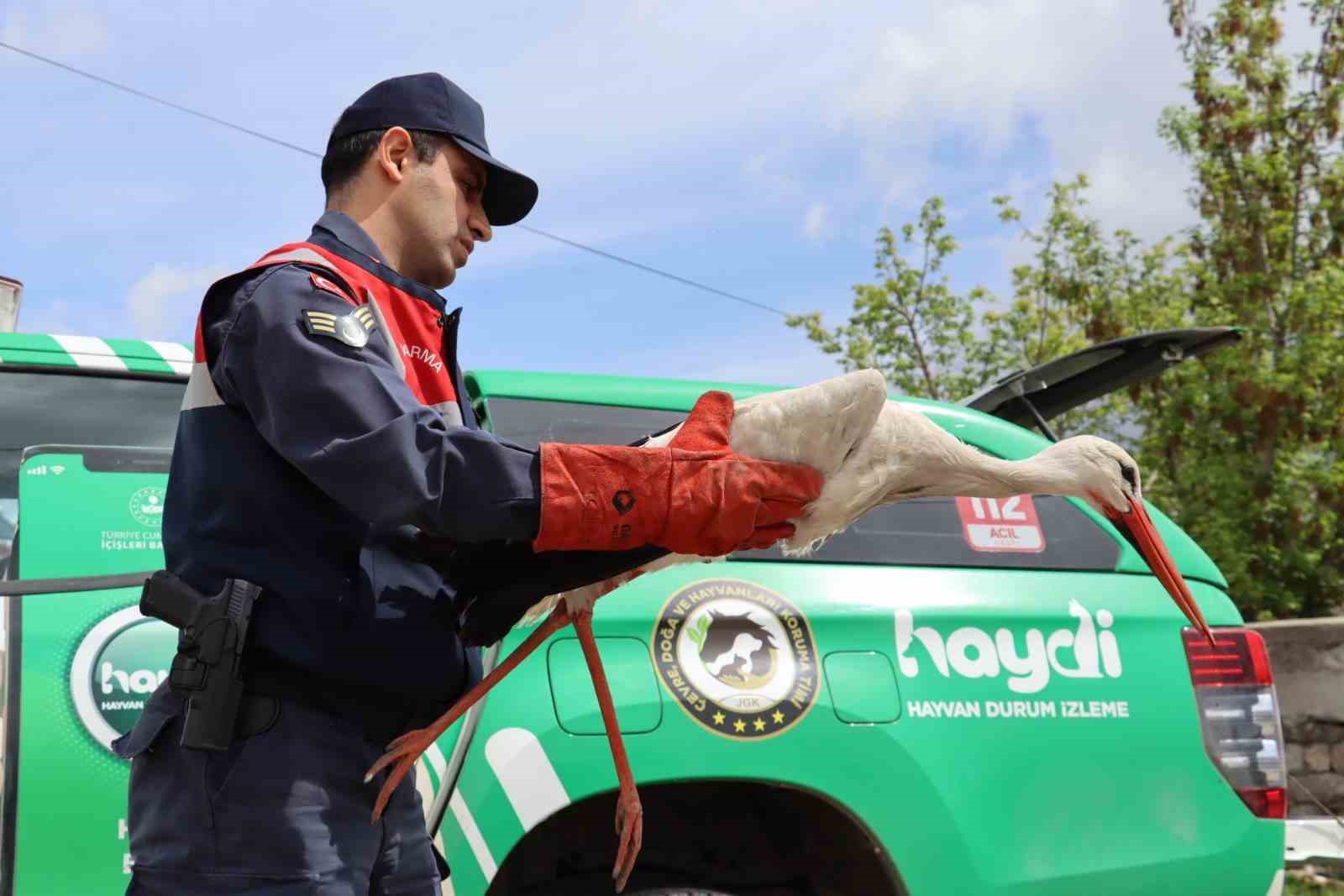 Ağrı’da yaralı halde bulunan leylek tedavi altına alındı
