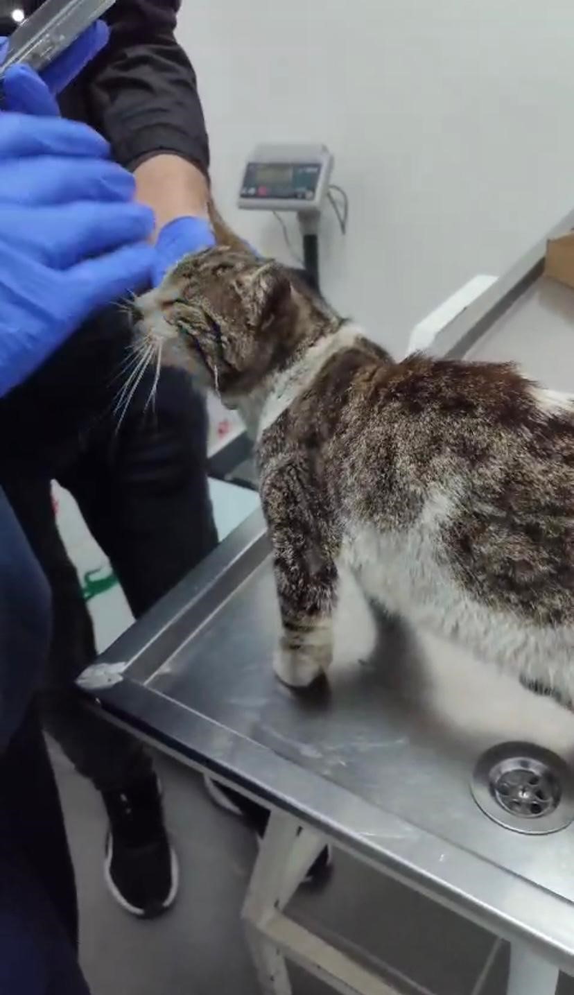Sokak kedisi, kulağındaki tümörle veteriner hekimin ayağına gitti
