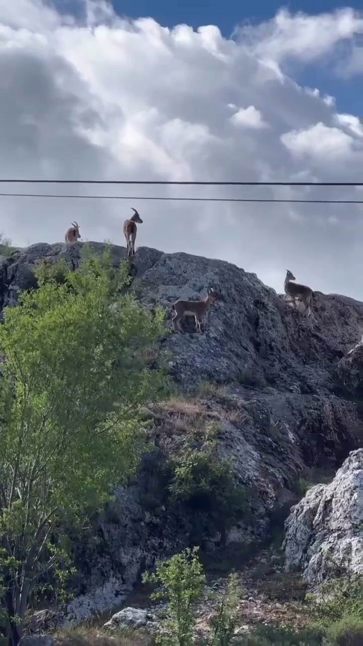 Koruma altındaki dağ keçileri sürü halinde görüntülendi
