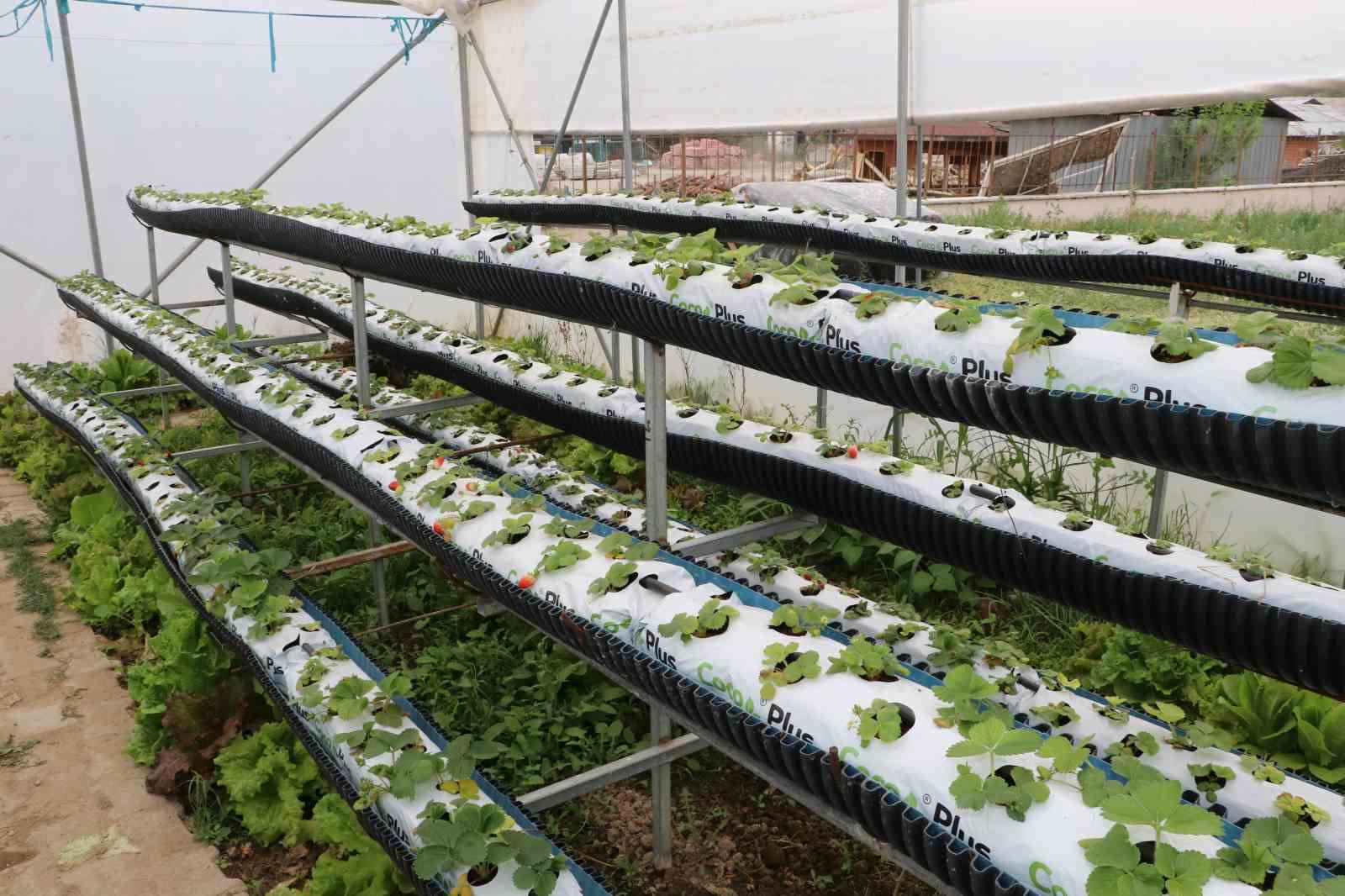 Amasyalı &ouml;ğrenciler okulda ata tohumu ekip fide yetiştirdi
