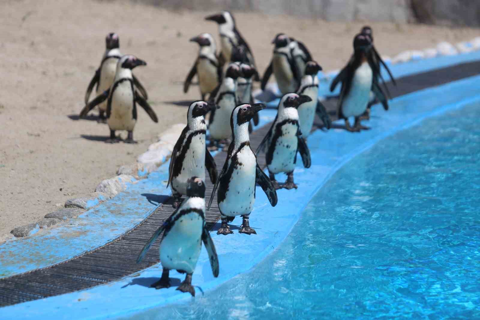 Bursa Hayvanat Bahçesi’nde penguen ailesine 2 yeni üye
