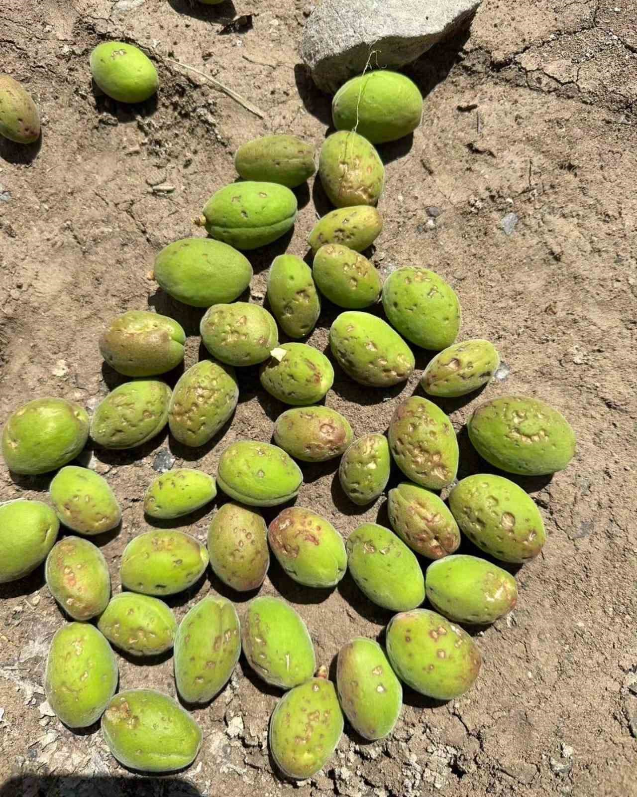 Dolu, kayısı ağaçlarına zarar verdi
