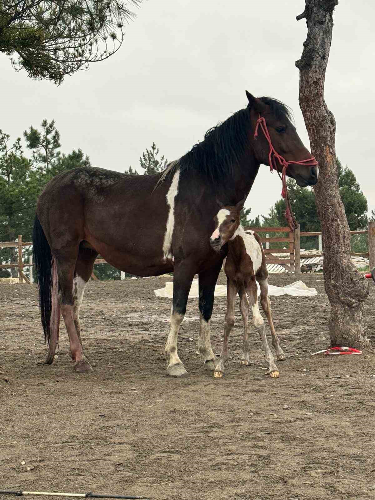 Atın doğum anı g&ouml;r&uuml;nt&uuml;lendi
