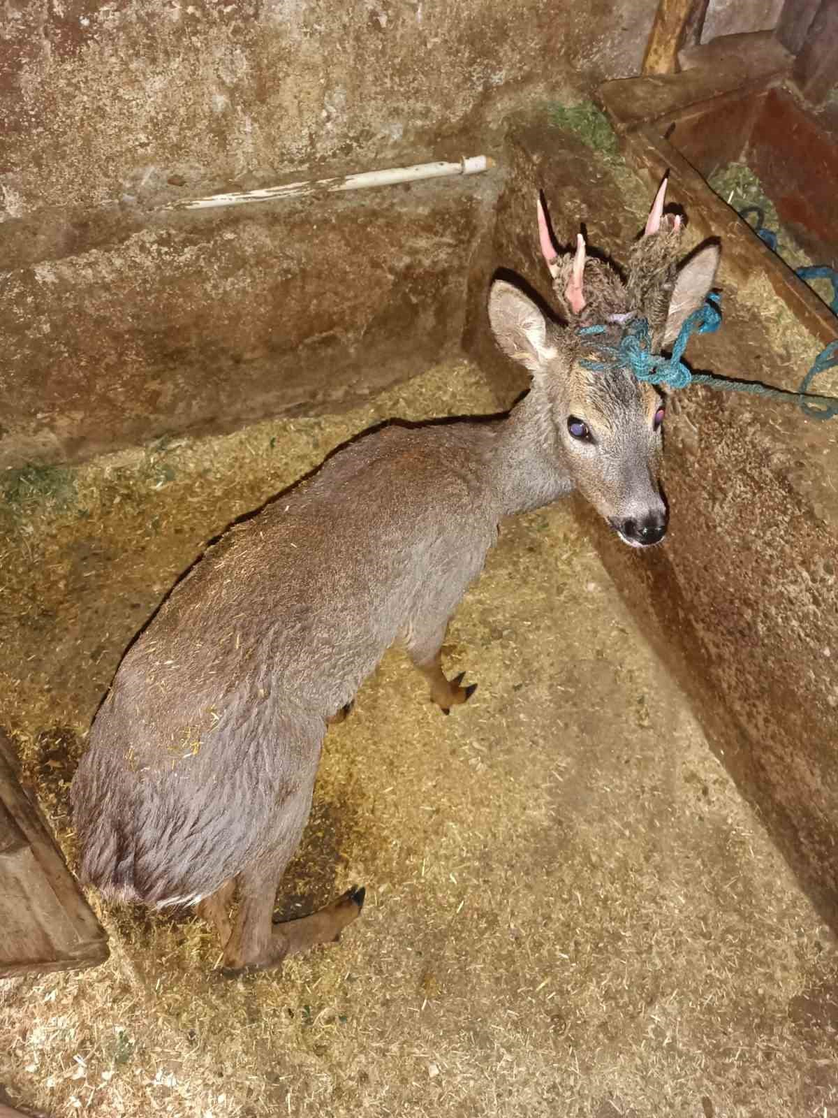 Sulama kanalına d&uuml;şen karacayı boğulmaktan kurtardı
