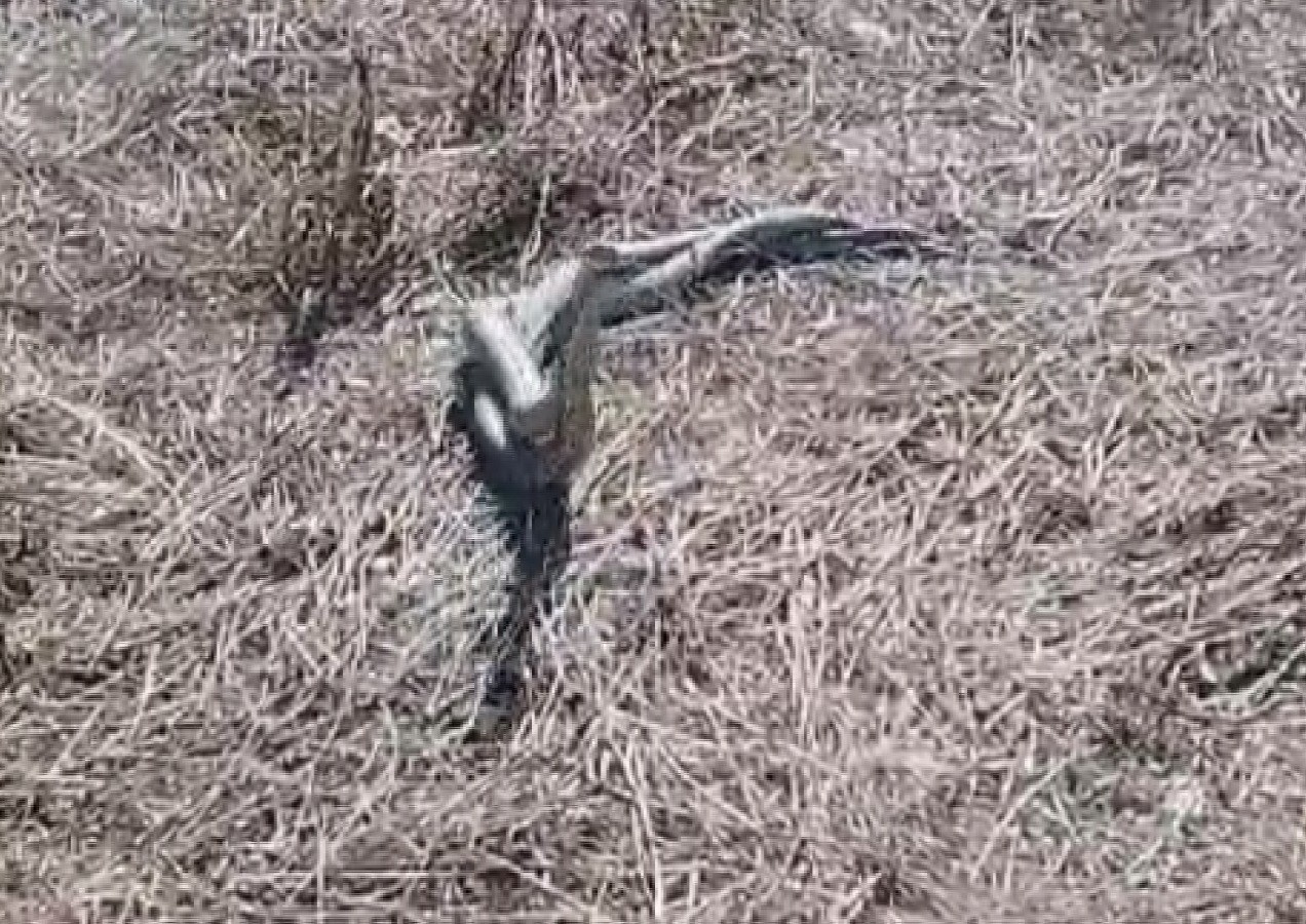 Türkiye’nin en zehirli yılanı olarak bilinen koca engereklerin çiftleşme dansı kamerada
