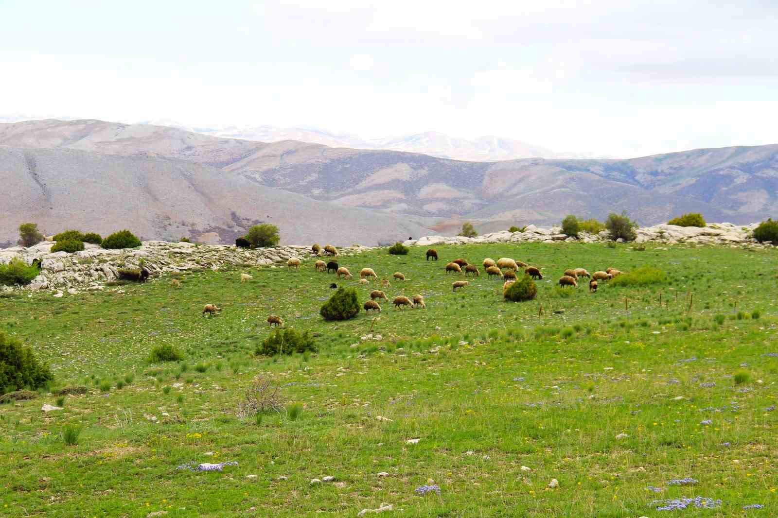 Kahramanmaraş&rsquo;ta s&uuml;r&uuml;ler yaylalara &ccedil;ıkmaya başladı
