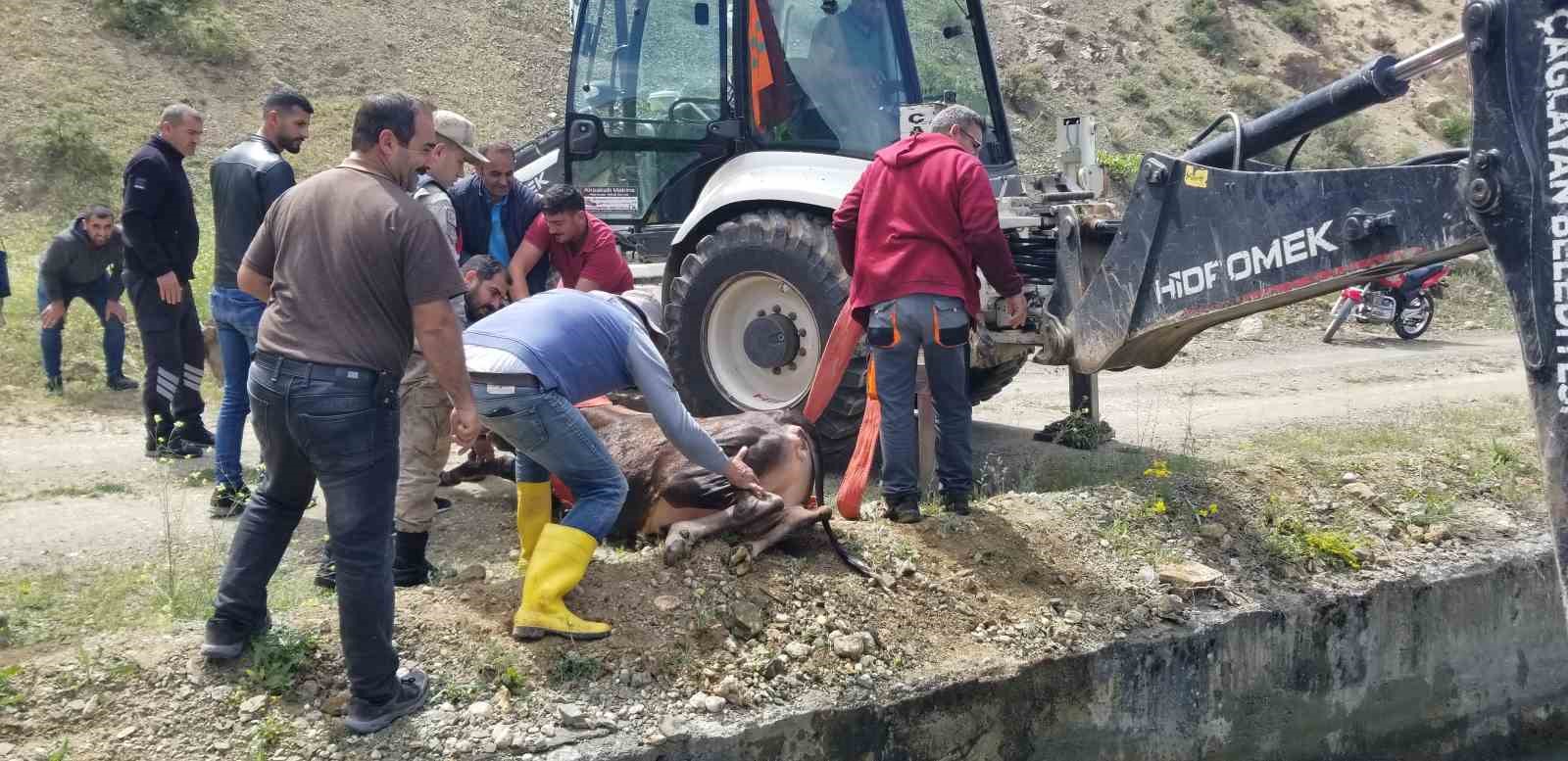 HES kanalına d&uuml;şen dana uzun uğraşlar sonucu kurtarıldı
