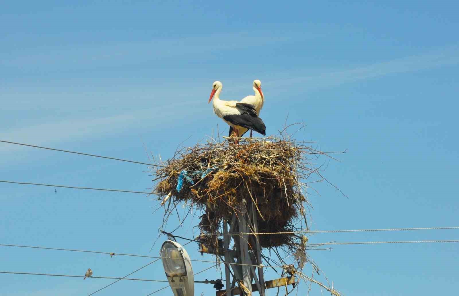 Kahramanmaraş&rsquo;ta elektrik direklerini leylekler doldurdu
