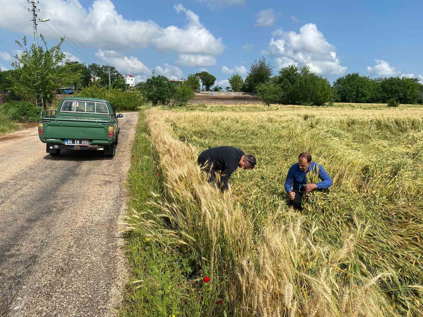 Osmaniye&rsquo;de sağanak tarım arazilerine zarar verdi
