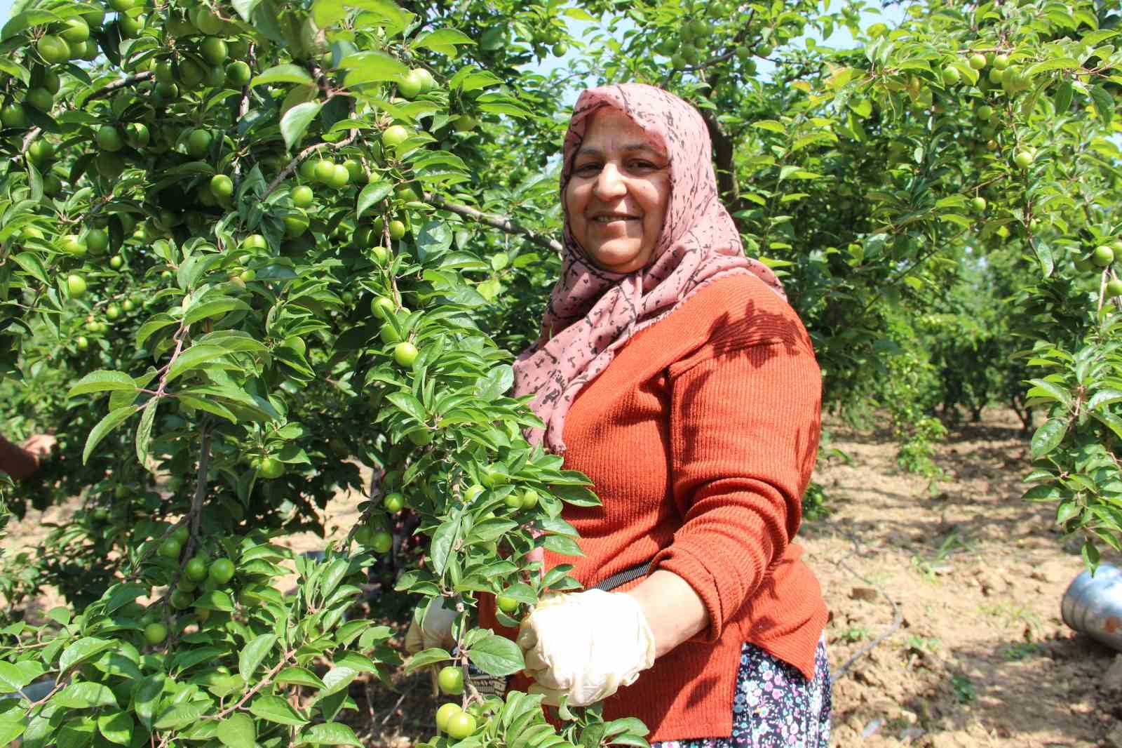 Turgutlu&rsquo;da en g&uuml;zel Dumanlı Papaz Eriği yarışması d&uuml;zenlendi

