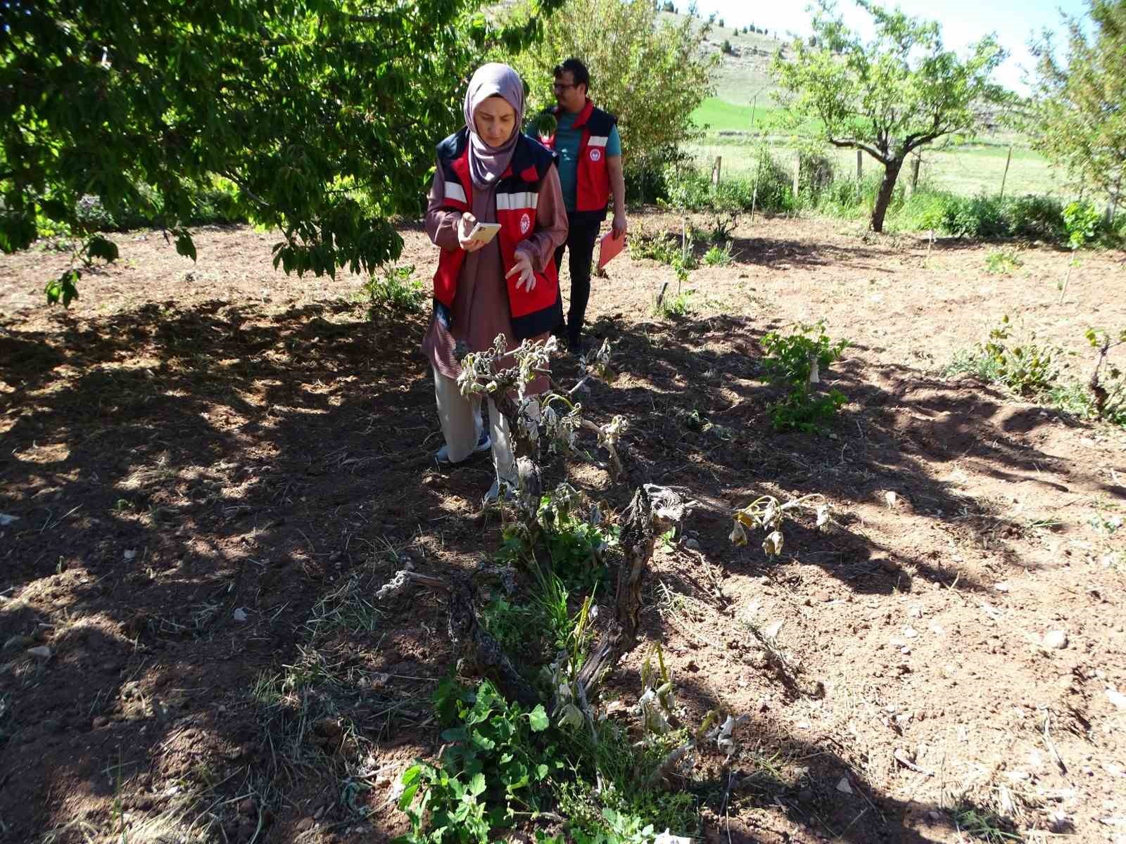 Hisarcık&rsquo;ta sebze ekili alanlar ve meyve ağa&ccedil;ları dondan zarar g&ouml;rd&uuml;
