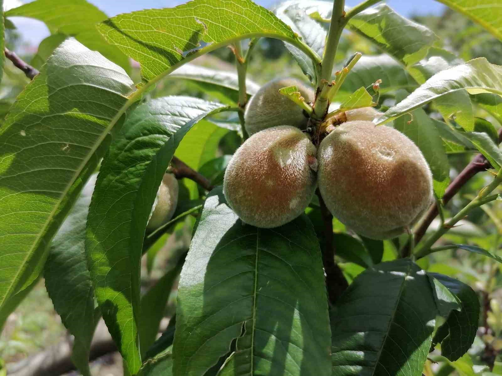 Mersin Erdemli&rsquo;de dolu bin 600 dekar ekili alana zarar verdi
