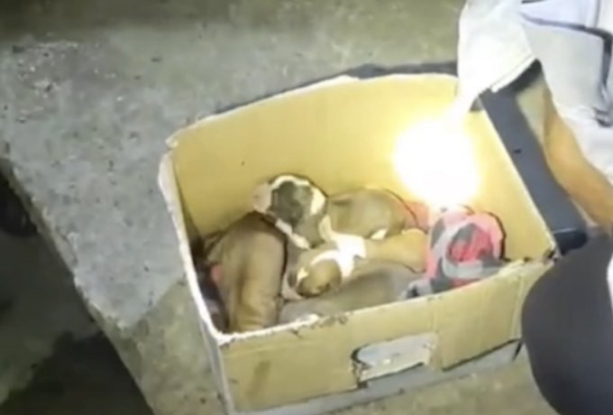 Sulama kanalının altında doğum yapan köpek ve yavruları kurtarıldı
