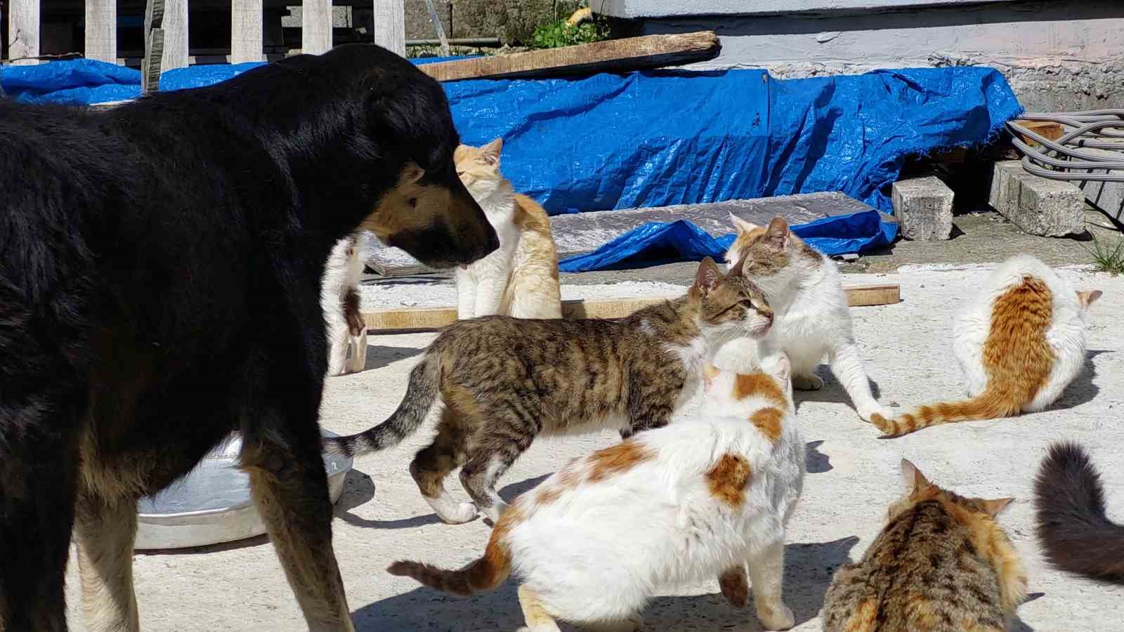 Sahiplendikleri 40 kedi ve 8 köpeğe el işi yaparak bakıyorlar
